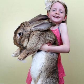 世界最大兔子🐰大流士