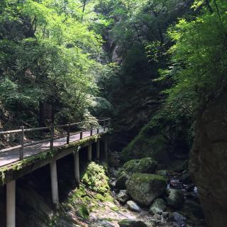 《马缨花》（季羡林《心里那一片天地》）