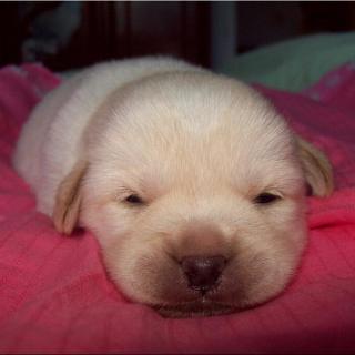 leo-well 小瘸子 主播: leo-well 9 0