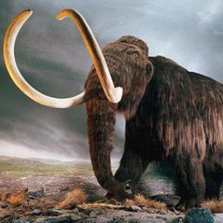 牙料之祖——猛犸象牙