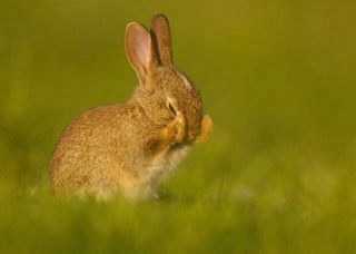 树上的兔子🐰