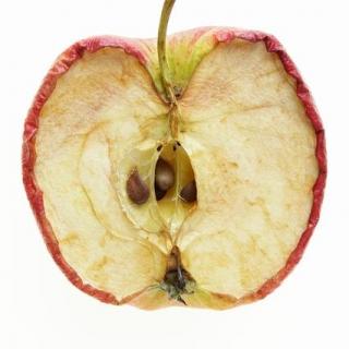 【彩色斑马讲科学】奇妙的植物·为什么苹果放久了会变黄？