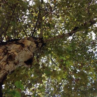 《我站在一棵梧桐树下》文：文懿
