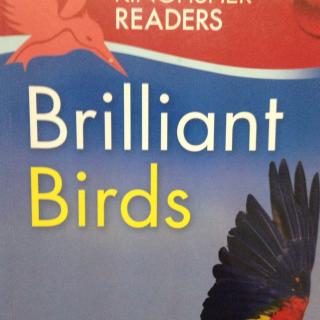 Brilliant Birds