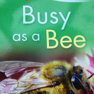 Busy as a bee