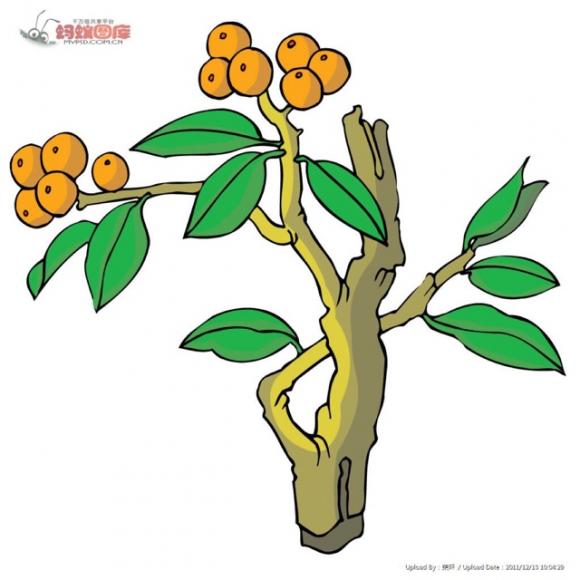 最简单的枇杷树简笔画图片