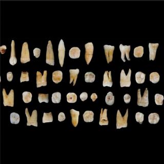 Vol11 · 人类学：8万年前人的牙齿