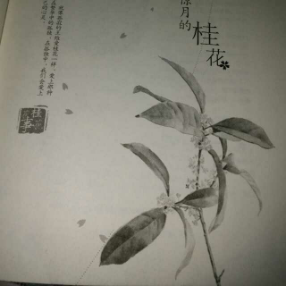 辋川惊月的桂花（2）