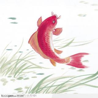 第七十一期【绕口令】红鲤鱼、绿鲤鱼