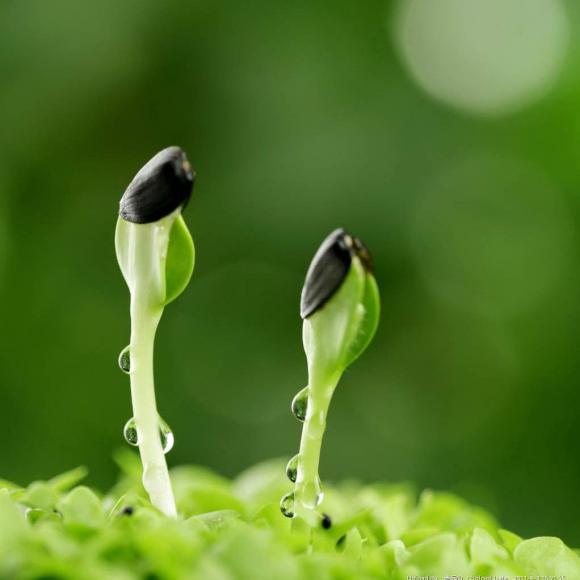 清晨,豆长为你读诗:幼芽