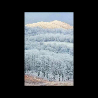 [静听花开之声]为你读诗《雪的素描》作者杜劲松