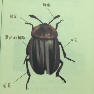 酷虫学校3⃣️第五章一只消失的田鼠