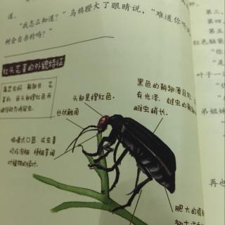 酷虫学校3⃣️第七章一棵泡桐树的死亡