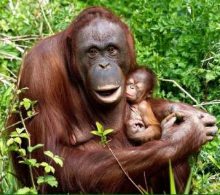 Help Save Orangutans!!