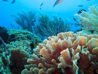 Sea Star Wasting Syndrome