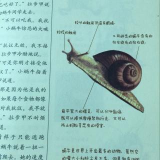 酷虫学校3⃣️第九章-强大的小蜗牛