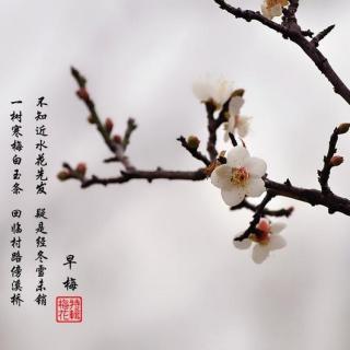 佑宝妈妈为你读诗《早梅》