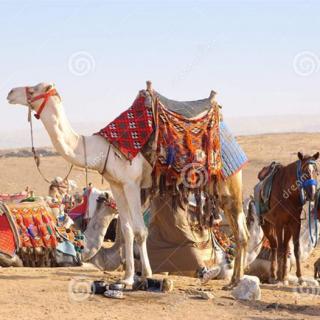 骆驼和小马