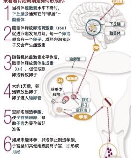 排卵6件事