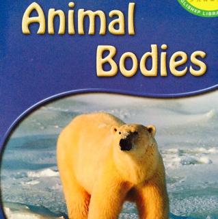 Animal Bodies