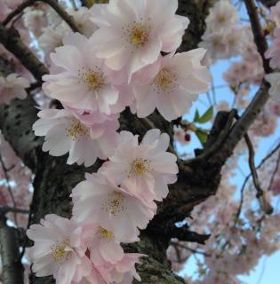 海子 面朝大海 春暖花开