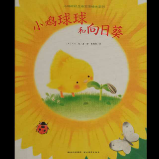 绘本《小鸡球球和向日葵》