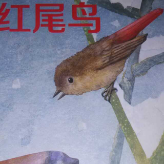 20151207160845绘本故事《冬天的红尾鸟》