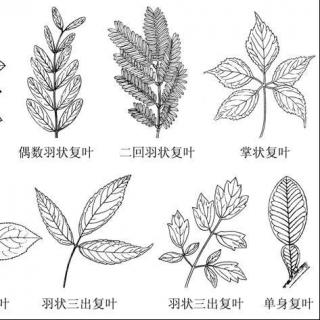 单叶植物图片及名称图片