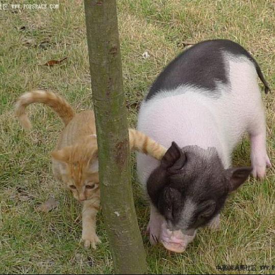 00:00 00:00  103 猫和猪的故事    猫和猪是好朋友.