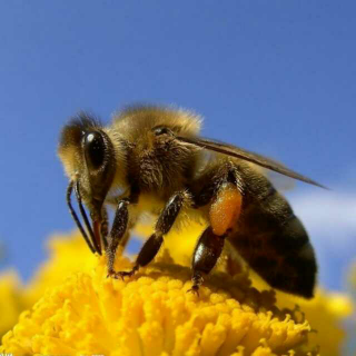 蜜蜂釆蜜