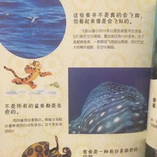 海洋动物2-海豹、海象、海牛、海豚