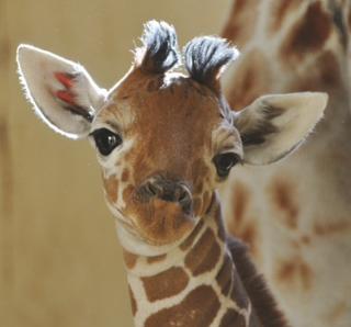 The Amazing, Mysterious Giraffe