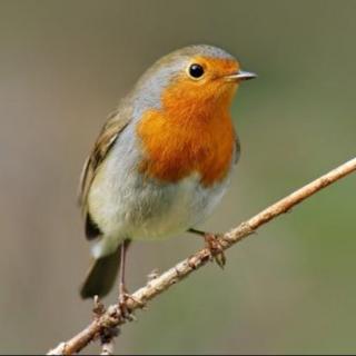 每天一首英文儿歌——Round Robin（知更鸟轮唱）