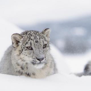 保护雪豹就是保护人类自己——纪录片《雪豹》背后的故事（下）