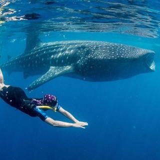 每日朗读The whale shark is very gentle |主播农爸;主持Alex妈 (12.17微信看听