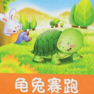 龟兔赛跑🐰🌴🎉