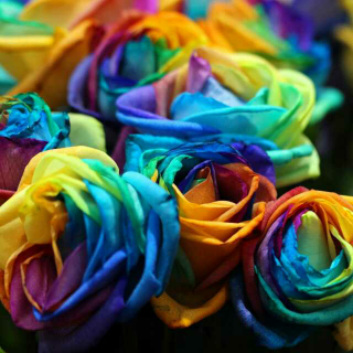 【玫瑰】苏打的和声