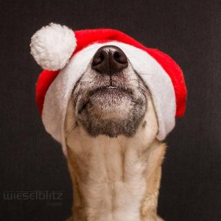 【节目48】自言自语（9）：单身狗怎么过圣诞节？