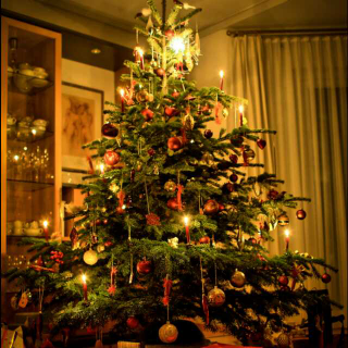 晚安故事《一颗圣诞树》-Andy