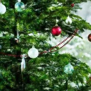 Little Christmas Tree 小小圣诞树