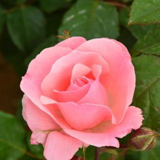 【诗歌】生命就是一朵花