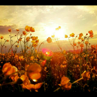 读经典《大学》001大学之道,在明明德