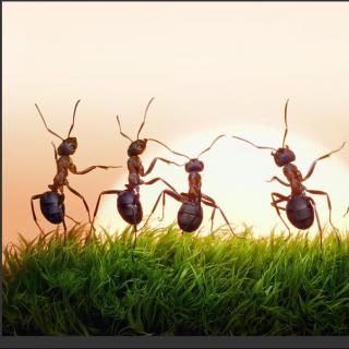 磨磨你的小耳朵47-《The Ant Came Marching》