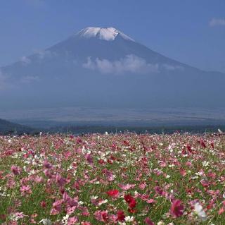 0108 富士山下