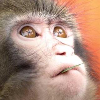 Vol.198 猴年故事｜你还记得三年前的达尔文吗？