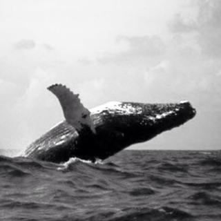 世界上最孤独的鲸鱼