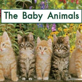 海尼曼the baby animals 讲解