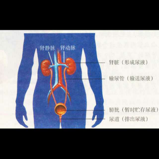 你了解你的肾脏吗？