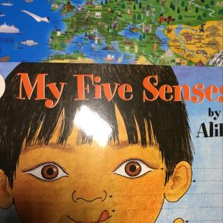 my five senses