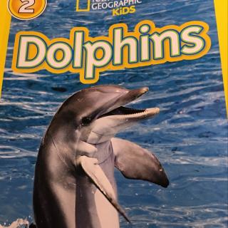 Dolphins